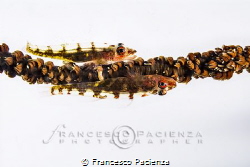 [:b:]Gobies[:/b:] by Francesco Pacienza 